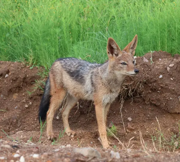 Güney Afrika, Kwa-Zulu Natal 'da siyah sırtlı bir çocuğun yan profili.
