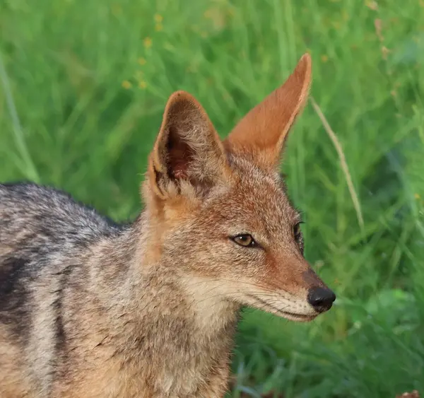 Kwa-Zulu Natal, Güney Afrika 'da siyah sırtlı bir çakala yaklaş.