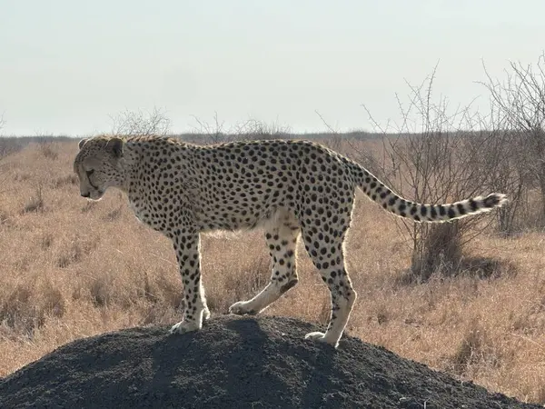 Çita savanada yürüyor, Kenya.
