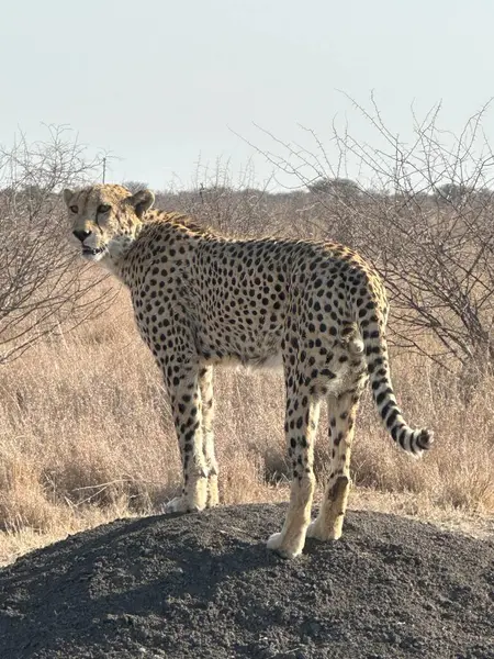 Genç erkek çita Güney Afrika 'da sabah güneşinde büyük bir kayanın üzerinde duruyor.