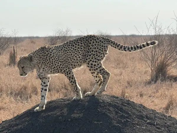 Genç erkek çita Güney Afrika 'da sabah güneşinde büyük bir kayada yürüyor.