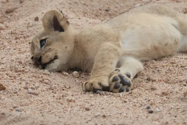 Altı haftalık dişi aslan yavrusu Güney Afrika 'da bir oyun alanında kuma yakın duruyor.