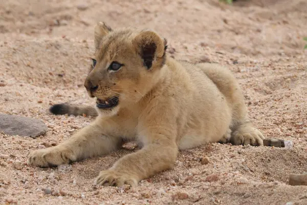 6 haftalık aslan yavrusu Sabi Kum Oyun Rezervinde kumda
