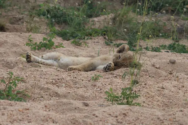 Altı haftalık aslan yavrusu, Güney Afrika 'daki bir oyun parkında kumların üzerinde uzanıyor.