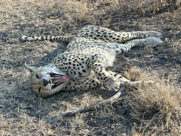 Genç erkek çita, Güney Afrika 'daki bir oyun alanında geniş bir yelpazede yatıyor ve esniyor.