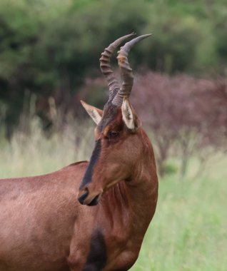 Güney Afrika 'da bir oyun parkında antiloplar vahşi doğada yakınlaşıyor.