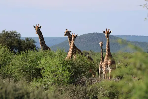 Güney Afrika 'daki çalılıklarda bir zürafa kulesi.