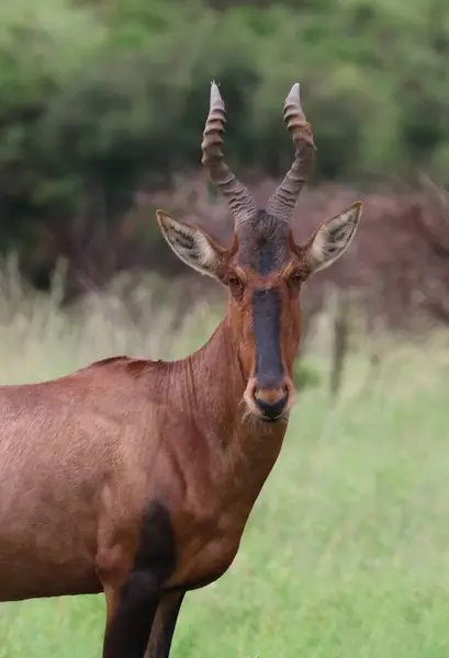 Antiloplar, Güney Afrika 'daki bir oyun parkında vahşi doğada ön plana çıkarlar.