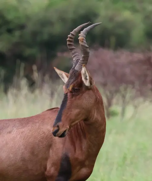 Güney Afrika 'da bir oyun parkında antiloplar vahşi doğada yakınlaşıyor.