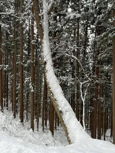 Japonya 'nın Jigokudani Maymun Parkı' nda sık karla kaplı bir ağaç devrilmiş.