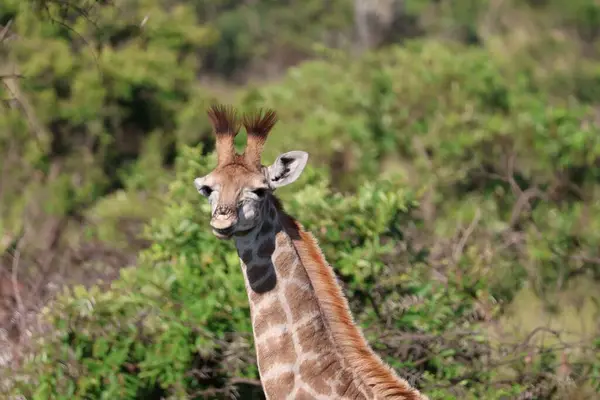 Zencefilli ve tüylü osikonlu bebek zürafası. 