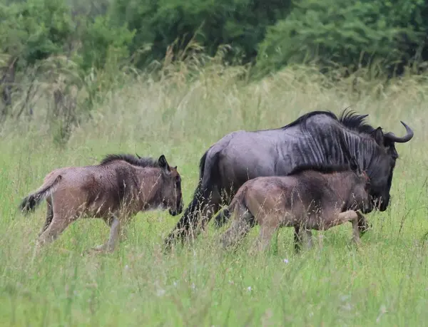 Güney Afrika 'da bir oyun parkında anne antilop ve iki buzağı.