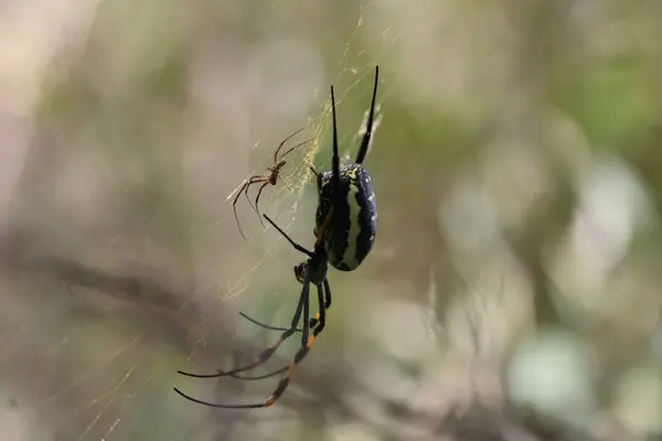 Güney Afrika 'daki çalılıklarda Altın Küre Web örümceği profili