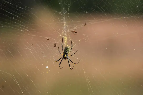 Altın Küre Web Örümceği, Güney Afrika 'daki çalılıklarda ağıyla