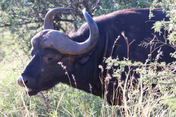 Cape Buffalo 'nun yan profili Pilanesberg Ulusal Parkı, Güney Afrika' daki çalıların orada.