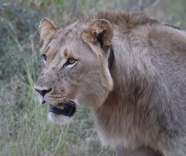 Güney Afrika 'daki çalılıklarda genç erkek aslan.