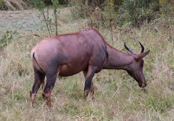 Güney Afrika 'daki çalılıklarda Tsessebe antilobu