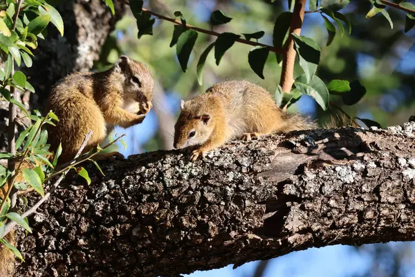 Güney Afrika 'daki çalılıklarda iki vahşi sincap.