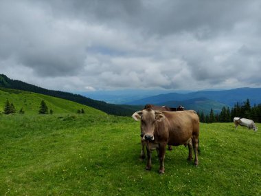 Dağlarda otlayan inekler.