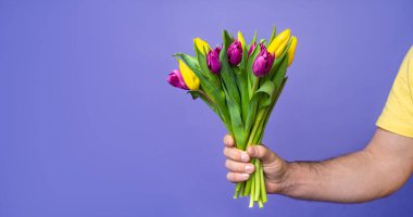 Male hand hold bouquet of spring purple yellow tulips over purple blue background. International Women's Day. Banner copy pace for text design.