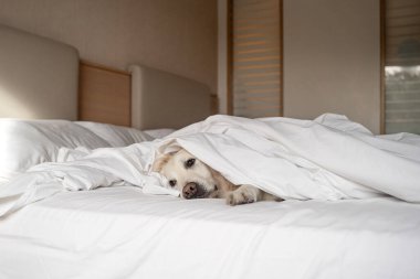 Sick dog lying under white blanket in bed of pet owner. Favorite pet feel bad, lonely. Veterinary concept of care, food, mood of domestic animals.