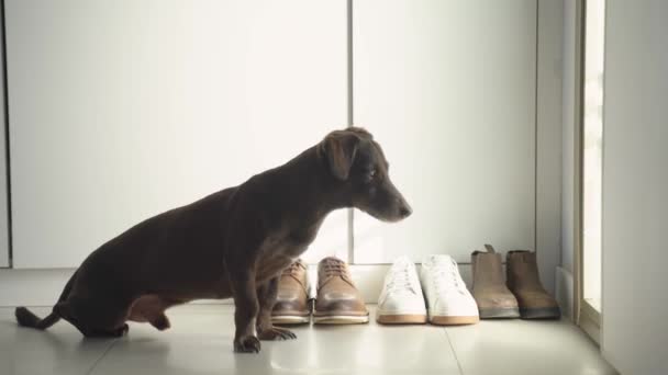 Sadık Kahverengi Köpek Sahiplerinin Dönüşünü Bekliyor Kapıda Dikiliyor Koridordaki Pencere — Stok video