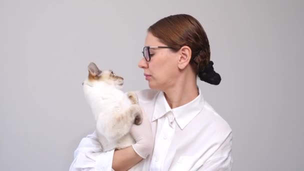 Veterinärläkare Gör Kontroll Vit Katt Veterinär Undersöker Tänder Katt När — Stockvideo