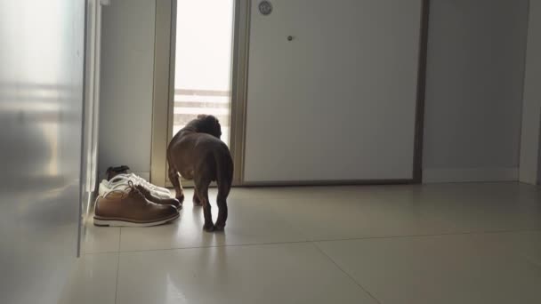 Věrný Hnědý Pes Čeká Návrat Páníčků Zpět Domů Stojící Předních — Stock video
