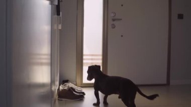 Sadık Kahverengi Köpek, Ev Sahiplerinin Dönüşünü Bekliyor Ön kapıda dikiliyor. Koridordaki Pencere 'ye bakan safkan Dachshund. Uzayı kopyala Yalnızlık ve Yaşlanma kavramı