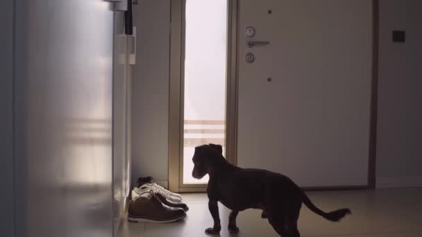Wierny Brązowy Pies Czeka Powrót Właścicieli Powrotem Domu Stojąc Przy — Wideo stockowe