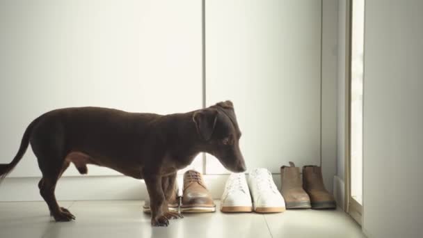 Teladan Brown Dog Waits Return Owners Back Home Standing Pintu — Stok Video