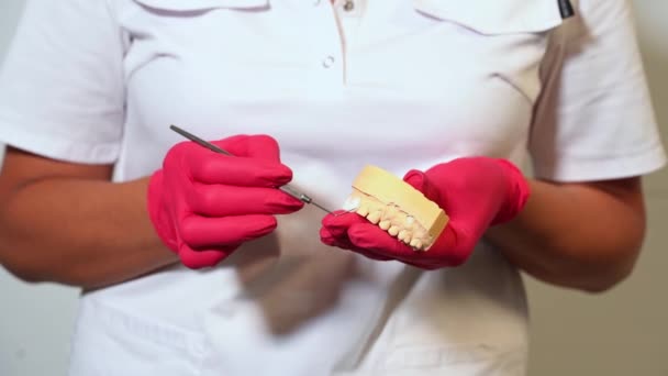 Close Dentist Hands Medical Gloves Hold Plaster Human Jaw Layout — Stock Video