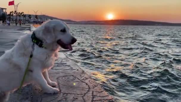 Perro Doméstico Perro Golden Retriever Caminar Con Familia Terraplén Durante — Vídeo de stock