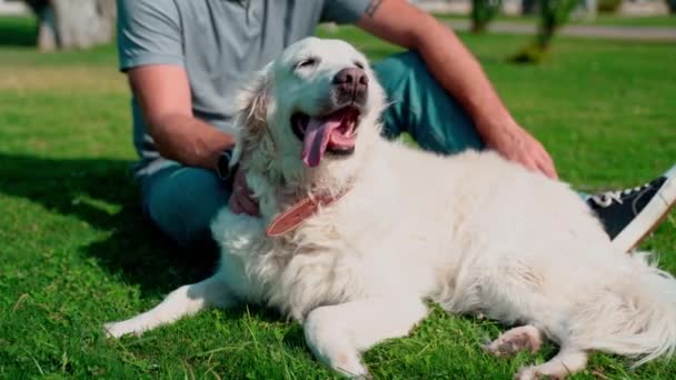 男のペットの飼い主は夏の間に芝生の公共の公園の外で彼の幸せなペット犬の黄金の回収者と遊びます — ストック動画