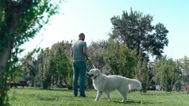 ペットの飼い主が公園で犬小屋を集めています 男は芝生に黄金のレトリーバーの後で糞をきれいにし ゴミ箱に入れます — ストック動画