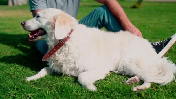 Muž Pet Majitel Hraje Jeho Šťastný Mazlíček Pes Zlatý Retrívr — Stock video