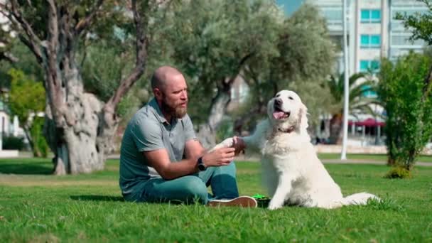Hombre Propietario Mascotas Juega Con Perro Feliz Perro Oro Fuera — Vídeos de Stock