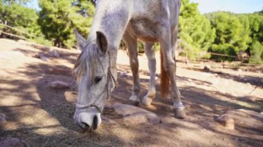 Beyaz at otlakta, saman yiyor, orman kayasında otlanıyor, çiftlik dışarıda. Çiftlik hayvanı kısrak