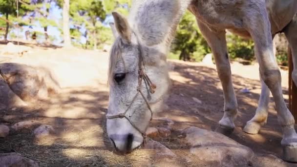 Close Cavalo Branco Paddock Comendo Feno Pasto Rocha Montanha Floresta — Vídeo de Stock