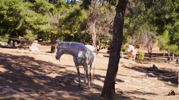 Λευκό Άλογο Στο Paddock Τρώει Σανό Βοσκότοπος Στο Forest Mountain — Αρχείο Βίντεο