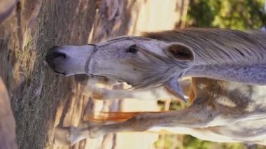 Beyaz at otlakta, saman yiyor, orman kayasında otlanıyor, çiftlik dışarıda. Çiftlik hayvanı kısrağı. Dikey