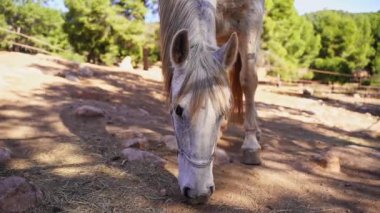Beyaz at otlakta, saman yiyor, orman kayasında otlanıyor, çiftlik dışarıda. Çiftlik hayvanı kısrak
