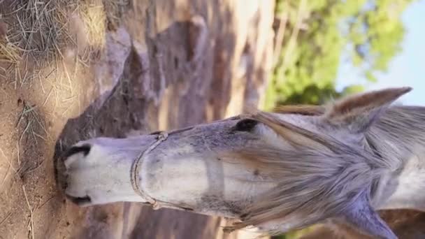 Κοντινό Άσπρο Άλογο Στο Paddock Τρώει Σανό Βοσκοτόπια Στο Forest — Αρχείο Βίντεο