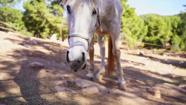 特写白马在围场 吃干草 牧场在森林山岩 牧场在外面 农场动物母马 — 图库视频影像