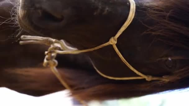 Retrato Close Cabeça Cavalo Marrom Com Freio Estábulo Animal Doméstico — Vídeo de Stock