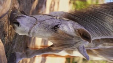 Beyaz at otlakta, saman yiyor, orman kayasında otlanıyor, çiftlik dışarıda. Çiftlik hayvanı kısrağı. Dikey