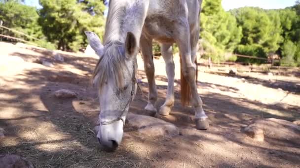 Κοντινό Άσπρο Άλογο Στο Paddock Τρώει Σανό Βοσκοτόπια Στο Forest — Αρχείο Βίντεο