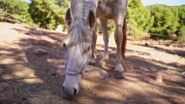 Beyaz at otlakta, saman yiyor, orman kayasında otlanıyor, çiftlik dışarıda. Çiftlik hayvanı kısrak