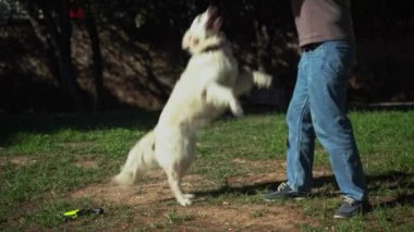 Yazın parkta köpeğiyle dışarıda Oporto 'yu yakalama oyunu oynayan adam. Sahibi evcil hayvanıyla ilgileniyor. Evcil hayvanların akıl sağlığı,
