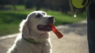 Adam yaz boyunca köpeğiyle dışarıda halka açık bir parkta tasma takmış geziyor. Sahibi tasmasını çıkarır ve evcil hayvanıyla ilgilenir. Evcil hayvanların akıl sağlığı,